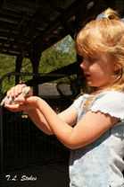 Child holding a chick at Baxter Barn